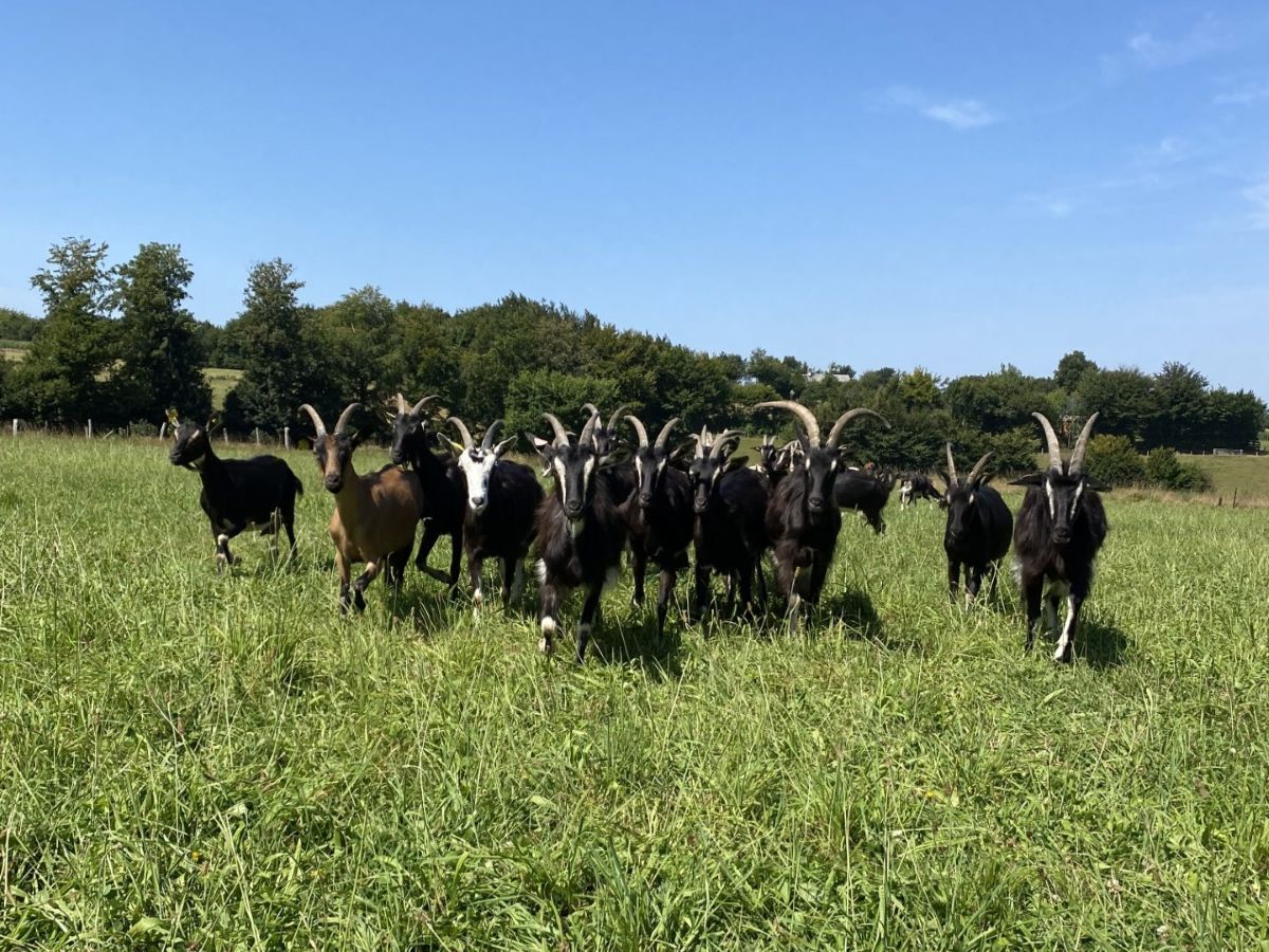 La Manchevrette